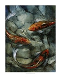 Tres Koi II Giclee Print by Tim O'toole