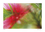 Floral Elements 2 Limited Edition by Florence Delva