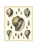 Of Sea and Shore IV Giclee Print by Kobelt 