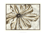 Fresco Flowerhead VI Giclee Print by Slocum Nancy