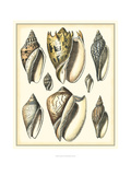 Of Sea and Shore II Giclee Print by Kobelt 