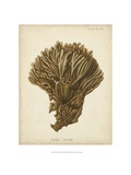 Coral Collection VI Reproduction procédé giclée par Johann Esper