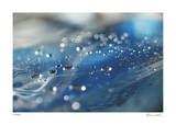 H2O 6 Limited Edition by Florence Delva