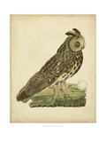 Antique Nozeman Owl III Giclee Print by Nozeman 