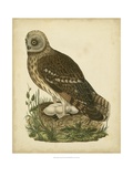 Antique Nozeman Owl I Giclee Print by Nozeman 