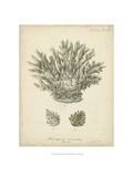 Coral Collection VII Reproduction procédé giclée par Johann Esper