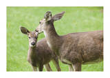 Mother With Fawn Limited Edition by Donald Paulson