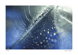 H2O 5 Limited Edition by Florence Delva