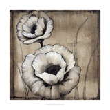 Neutral Poppies II Giclee Print by Tim O'toole