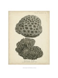 Coral Collection V Reproduction procédé giclée par Johann Esper