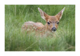 Spotted Fawn Limited Edition by Donald Paulson
