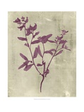 Impressions in Plum Lámina giclée por Vision Studio