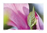 Floral Elements 6 Limited Edition by Florence Delva