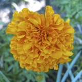 Marigold II Giclee Print by Megan Meagher