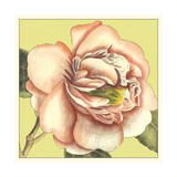 Flower Power I Giclee Print by Bookman Deborah