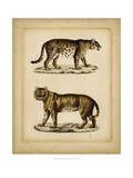 Studies in Natural History I Giclee Print by Vision Studio