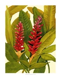 Tropical Red Ginger Giclee Print by Tim O'toole