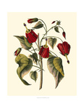 Jenna's Flowers I Giclee Print by Sellier 