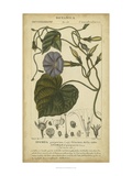 Floral Botanica I Reproduction procédé giclée par Turpin 