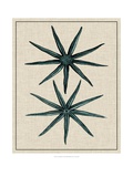 Coastal Starfish IV Reproduction procédé giclée par Vision Studio