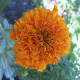 Marigold III Giclee Print by Megan Meagher