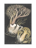 Genus Clavaria III Giclee Print by Leuba F.