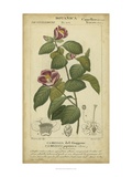 Floral Botanica III Reproduction procédé giclée par Turpin 
