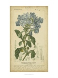 Floral Botanica II Reproduction procédé giclée par Turpin 