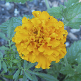 Marigold IV Giclee Print by Megan Meagher