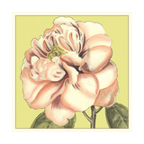 Flower Power IV Giclee Print by Bookman Deborah
