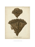 Coral Collection VIII Reproduction procédé giclée par Johann Esper