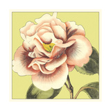Flower Power III Giclee Print by Bookman Deborah