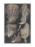 Genus Clavaria II Giclee Print by Leuba F.
