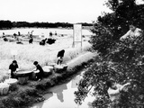 Harvest Time in Chekiang, Red China During the Cultural Revolution Photographic Print