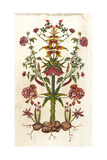 Botanical Hybrid I Giclee Print by Naomi McCavitt