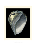 Treasures of the Sea VI Giclee Print by Pierre-Joseph Redouté