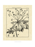 Vintage Botanical Study I Giclee Print by Sellier 