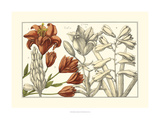 Embellished Arena Botanical I Giclee Print by  Arena