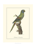 Solstitial Parrakeet Giclee Print by George Edwards