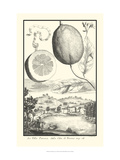 Cracked Lemon of Cedrato Giclée-Druck von Johann Christof Volckamer