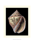 Treasures of the Sea V Giclee Print by Pierre-Joseph Redouté