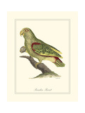 Paradise Parrot Giclee Print by George Edwards