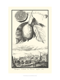 Crackled Lemon of Scorza Giclée-Druck von Johann Christof Volckamer