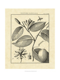 Vintage Botanical Study III Giclee Print by Sellier 