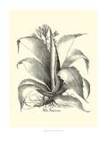B&W Besler Aloe Americana Giclee Print by Besler Basilius