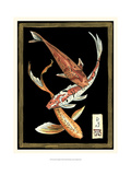 Koi Fish on Black II Giclee Print by Chariklia Zarris