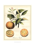 Tuscan Fruits III Giclee Print by Vision Studio