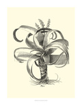 B&W Besler Aloe Giclee Print by Besler Basilius