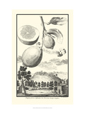 Crackled Cucumber Lemon Giclée-Druck von Johann Christof Volckamer