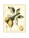 Tuscan Fruits II Giclee Print by Vision Studio